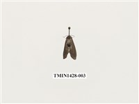 藏品(燈蛾科)的圖片